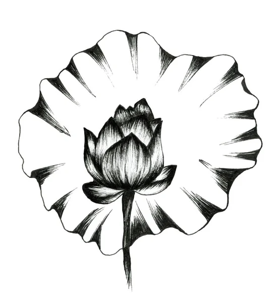 Lótus de doodle floral isolado sobre fundo branco . — Fotografia de Stock