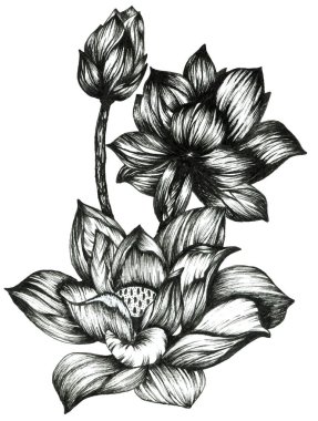 Çiçek karalama nilüfer kompozisyonu beyaz arkaplanda izole.