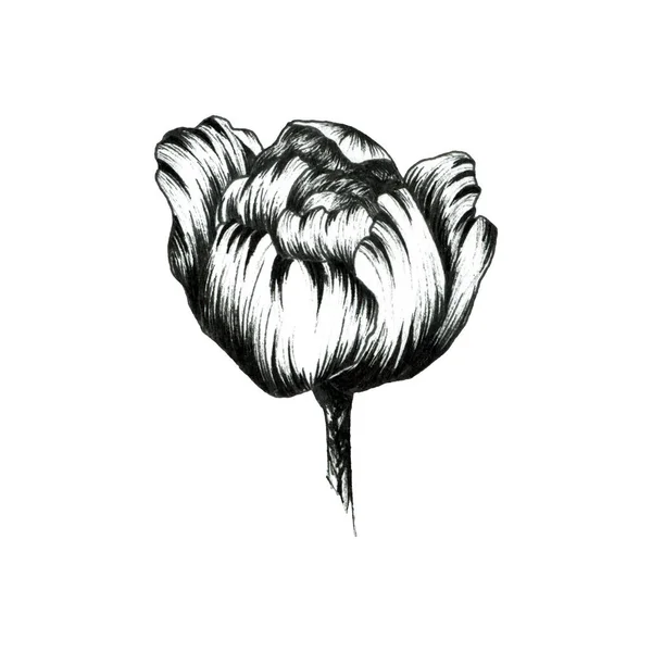 Peony.Graphic esboço ilustração de flores. Para design . — Fotografia de Stock