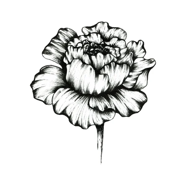 Peony.Graficzny zarys ilustracji kwiatów. Do projektowania. — Zdjęcie stockowe