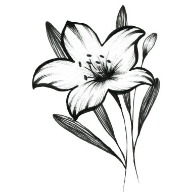- Lily. Çiçeklerin grafiksel çizimi. Tasarım için.