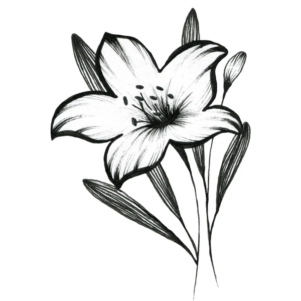 Met Lily. Grafische schets illustratie van bloemen. Voor ontwerp. — Stockfoto