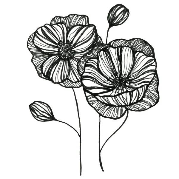 Mohn. Grafische Umrisse illustrieren Blumen. Für die Gestaltung. — Stockfoto