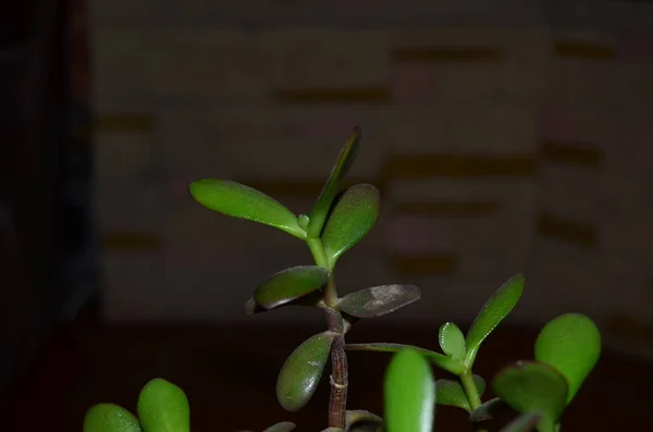 Green Sprout Money Tree Pot — Stock Photo, Image