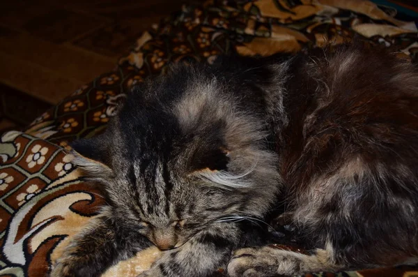 Gato Tabby Durmiendo Dulcemente Sofá — Foto de Stock