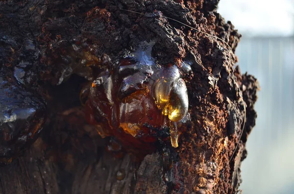 drop of gum on an apricot tree