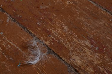 Tahta bir yüzeyde beyaz tüy