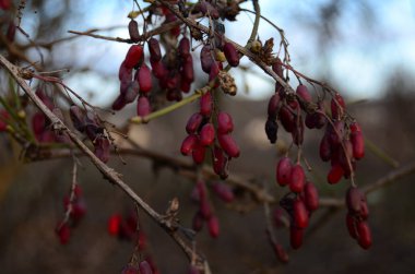 kırmızı böğürtlen