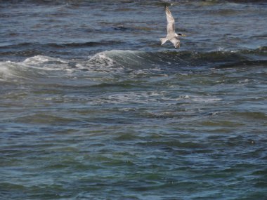 Tepeli deniz kabuğu okyanus dalgaları üzerinde uçuyor