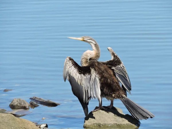 Australasian Darter Que Seca Suas Asas Quando Empoleirado Uma Rocha — Fotografia de Stock