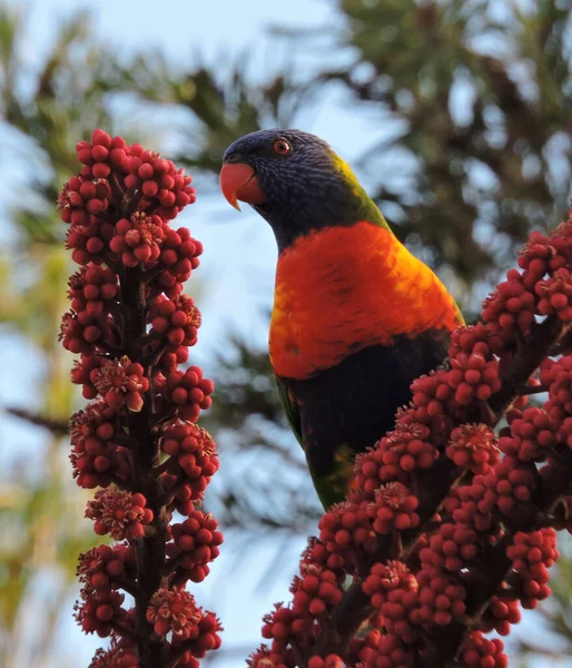 Rainbow Lorikeet Perched Red Flowers Umbrella Tree — Stock Photo, Image