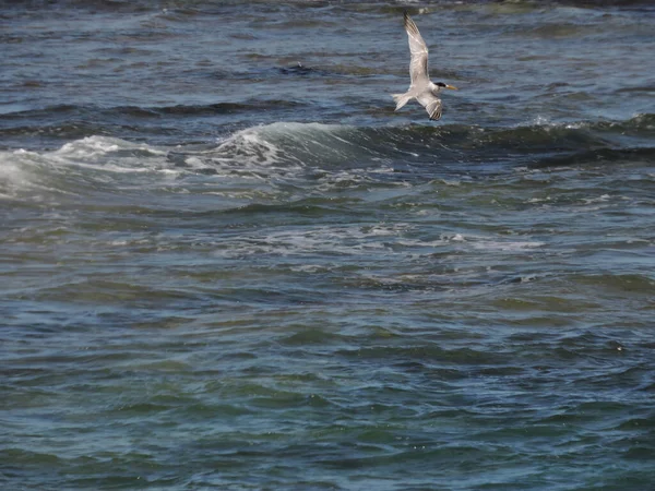 Hřebenatý Rybník Přelétající Přes Oceánské Vlny — Stock fotografie