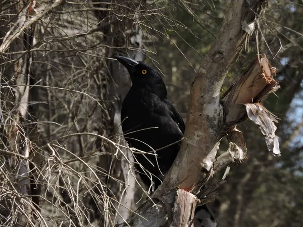 Pied Currawong Perched Paperbark Tree — Stock Photo, Image