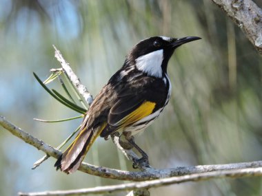 Beyaz yanaklı honeyeater bulanık arka planlı bir dala tünemiş