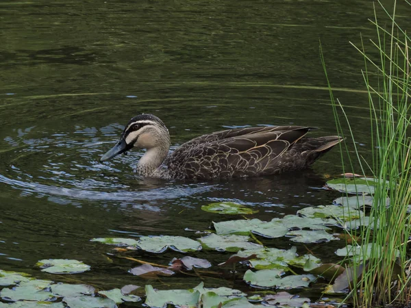 Pazifische Schwarze Ente Schwimmt Teich Mit Seerosenblättern Und Schilf — Stockfoto