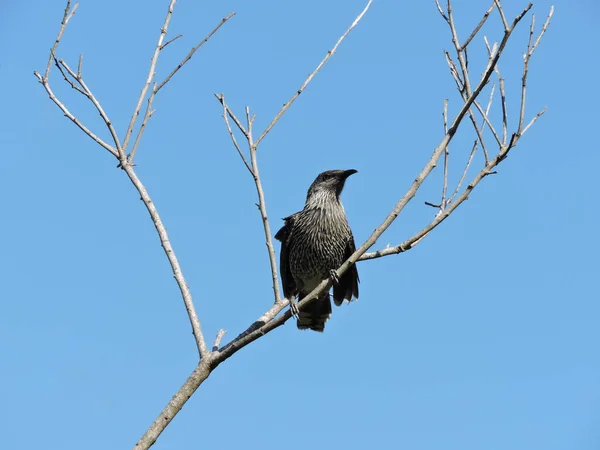 小鸟栖息在蓝天背景的树枝上 — 图库照片