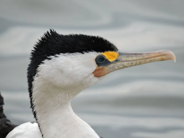 Kopfschuss Eines Rattenkormorans Vor Verschwommenem Wasserhintergrund — Stockfoto