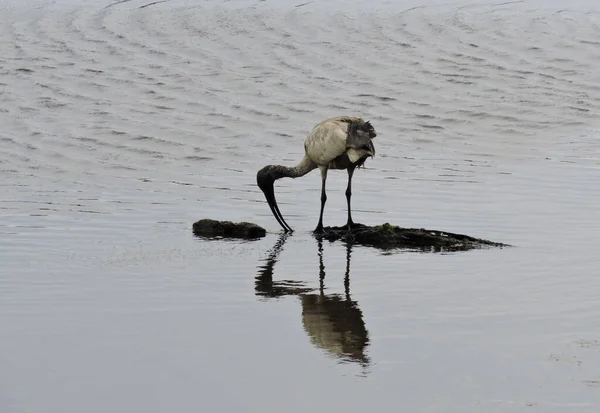 stock image A dirty looking australian white ibis standing in river during low tide with beak in water looking for food