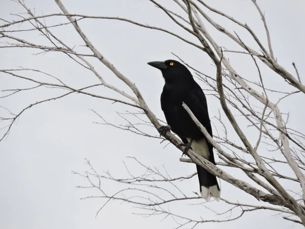 Pied Currawong Σκαρφαλωμένο Στο Γυμνό Κλαδί Του Δέντρου — Φωτογραφία Αρχείου