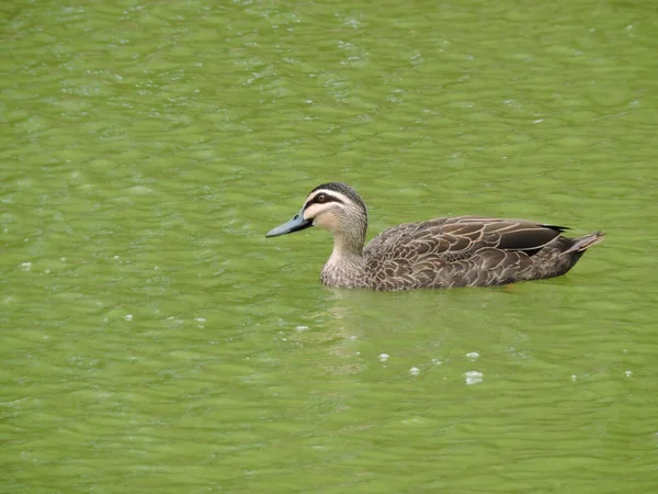 Pazifische Schwarze Ente Schwimmt Grünen Seewasser — Stockfoto