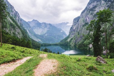 Göl Obersee, Sch nau am Konigssee, Bavyera, Almanya. Milli Parkı Berchtesgaden inekleri ile büyük Alp sahne.