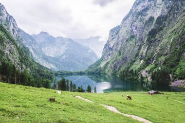 Göl Obersee, Sch nau am Konigssee, Bavyera, Almanya. Milli Parkı Berchtesgaden inekleri ile büyük Alp sahne.