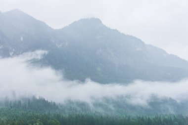 Eski moda hippi tarzında köknar ormanı olan puslu bir manzara..