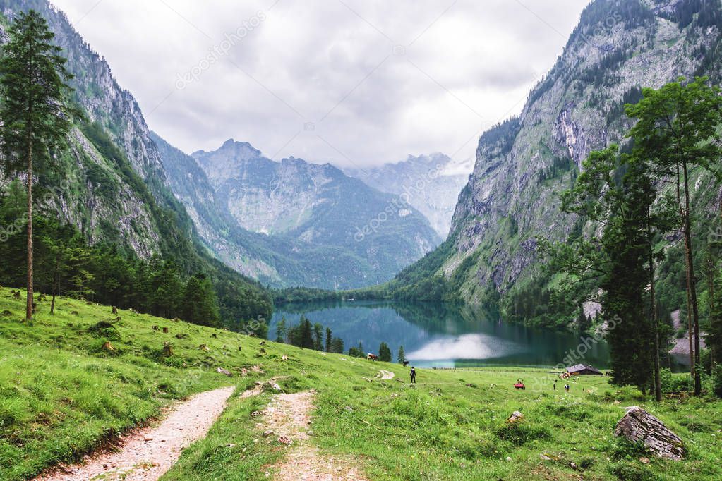 Lake Obersee, Sch nau am Konigssee, Bavaria, Germany. Great alpine scenery with cows in National Park Berchtesgaden.