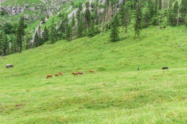Dağlar, Alpler, Almanya, Bershtesgaden Obersee ağaçlarda.