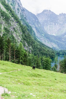 Göl Obersee, Sch nau am Konigssee, Bavyera, Almanya. Milli Parkı Berchtesgaden inekleri ile büyük Alp sahne.