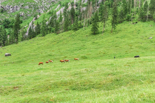 Дерева в горах, в Альпах, Німеччина, Bershtesgaden Оберзеє. — стокове фото