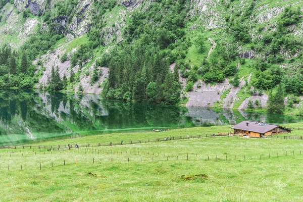 Obersee, sch nau am konigssee, bayern, deutschland. tolle alpine Landschaft mit Kühen im Nationalpark Berchtesgaden. — Stockfoto