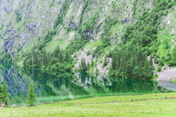 欧伯湖湖, nau 是 Konigssee, 巴伐利亚, 德国。在国家公园贝希特斯加登的大高山风景与母牛. — 图库照片