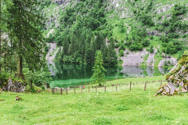 欧伯湖湖, nau 是 Konigssee, 巴伐利亚, 德国。在国家公园贝希特斯加登的大高山风景与母牛. — 图库照片
