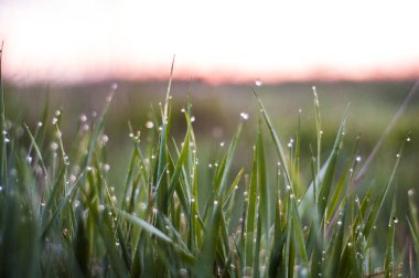 Günün kutlu olsun yeni kavram: çarpıcı sarı çayır gündoğumu bokeh ışık arka plan ile.