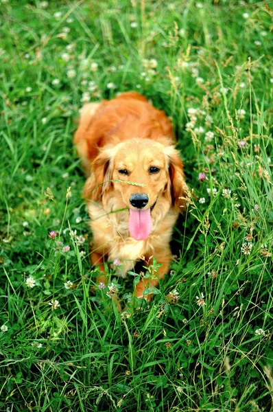 Portrait of a young handsome cocker spaniel puppy dog. — Stock Photo, Image