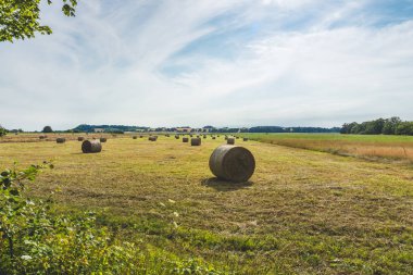Büyük yuvarlak balya saman, bir orman bir mesafede bir biçme buğday alanı.