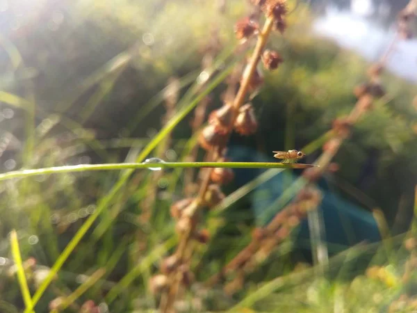 Pequeño Insecto Hierba Húmeda Mañana Con Gota Agua — Foto de Stock