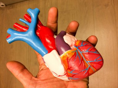 Realistic Medical heart model replica clipart