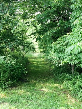 Yeşil ağaçlar gizli patika