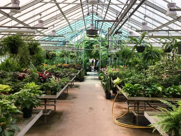 Estufa com plantas verdes — Fotografia de Stock