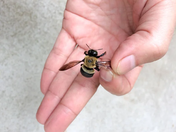 Carpinteiro abelha na mão — Fotografia de Stock
