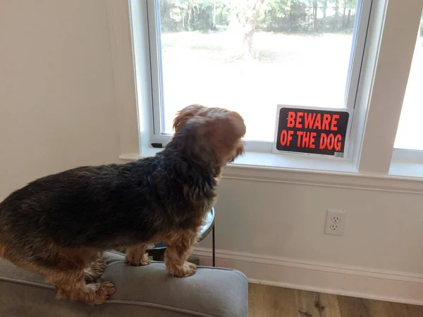 Yorkshire small dog guarding home — Stock Photo, Image