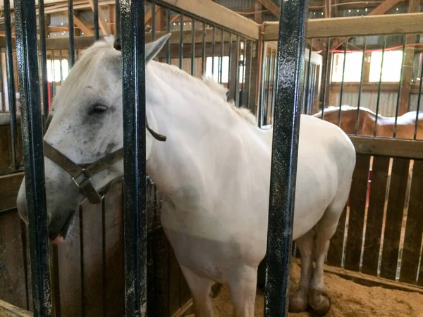 Paard voor vervoer — Stockfoto