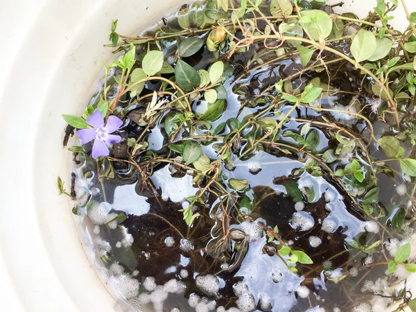 Flores moradas en cubo — Foto de Stock