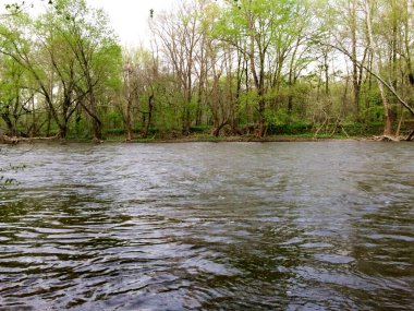 Nehir deresi suyu ve ormanı güneşli bir günde