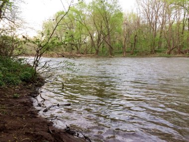 Nehir deresi suyu ve ormanı güneşli bir günde
