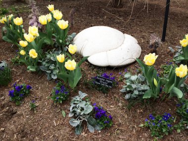 buzasina rigens brady mor çiçek