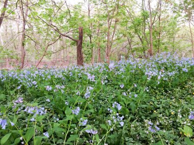 Nehir kenarındaki yeşil alan.