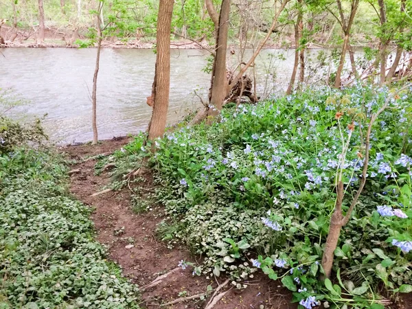 Groene gound cover bij de rivier — Stockfoto